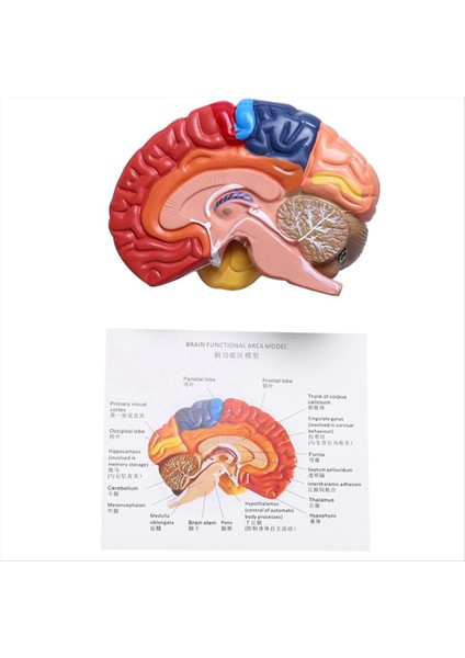 Serebral Anatomik Model Anatomi 1 1 Yarı Beyin Beyin Saklığı Öğretim Laboratuvarı Malzemeleri (Yurt Dışından) modelleri