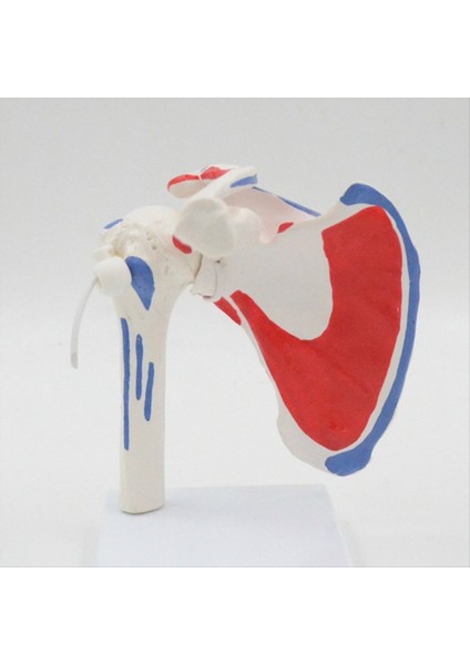 Kas Omuz Modeli Insan Anatomisi Sağ Omuz Eklemi Kas Modeli Doktor Ofisi ve Sınıf Anatomi Modeli (Yurt Dışından) fiyatları