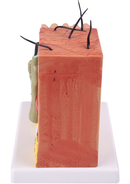 2x 50X Cilt ve Saç Yapısı Genişleme Anatomik Model Anatomi Bilim Sınıfı Çalışma Ekran Öğretim Modeli (Yurt Dışından) indirimleri