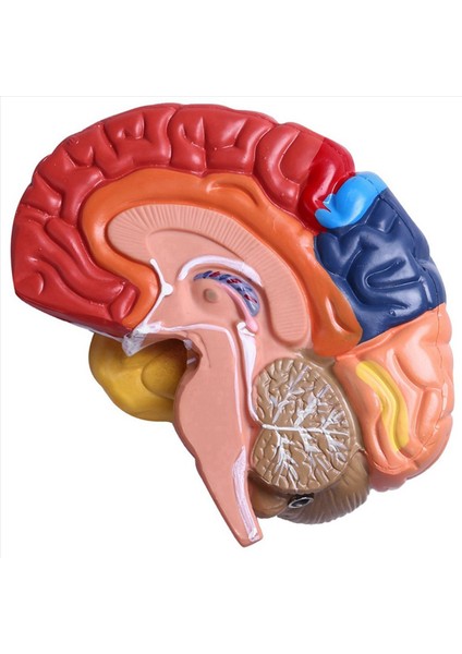 3x Serebral Anatomik Model Anatomi 1 1 Yarı Beyin Beyin Seri Öğretim Laboratuvarı Malzemeleri (Yurt Dışından) modelleri