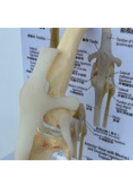 Köpek Diz Modeli Köpek Ortak Anatomik Model Köpek Iskeleti Modeli Hayvan Iskeleti Anatomi Tıp Bilimi Si (Yurt Dışından) indirimleri