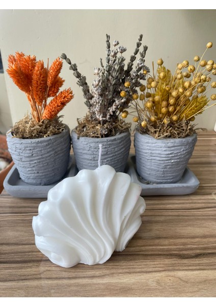 Midye Şeklinde El Yapımı Dekoratif Mum