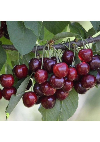 3 Yaş Aşılı Lambert Kiraz Fidanı fiyatları