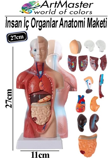 Insan Iç Organları Maketi 27 cm 1 Adet Sök Tak Insan Anatomi Modeli Tıbbi Model Vücut 15 Parça Insan Iç Organları
