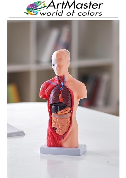Insan Iç Organları Maketi 27 cm 1 Adet Sök Tak Insan Anatomi Modeli Tıbbi Model Vücut 15 Parça Insan Iç Organları fiyatları