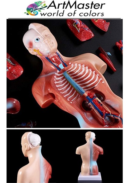 Insan Iç Organları Maketi 27 cm 1 Adet Sök Tak Insan Anatomi Modeli Tıbbi Model Vücut 15 Parça Insan Iç Organları modelleri