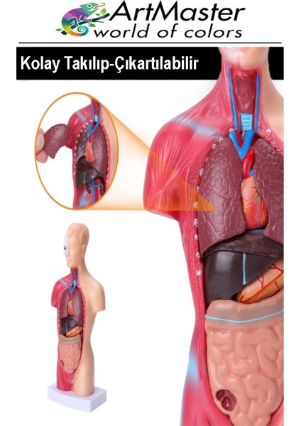 Insan Iç Organları Maketi 27 cm 1 Adet Sök Tak Insan Anatomi Modeli Tıbbi Model Vücut 15 Parça Insan Iç Organları fırsatları