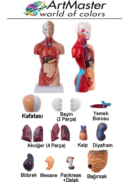 Insan Iç Organları Maketi 27 cm 1 Adet Sök Tak Insan Anatomi Modeli Tıbbi Model Vücut 15 Parça Insan Iç Organları indirimleri