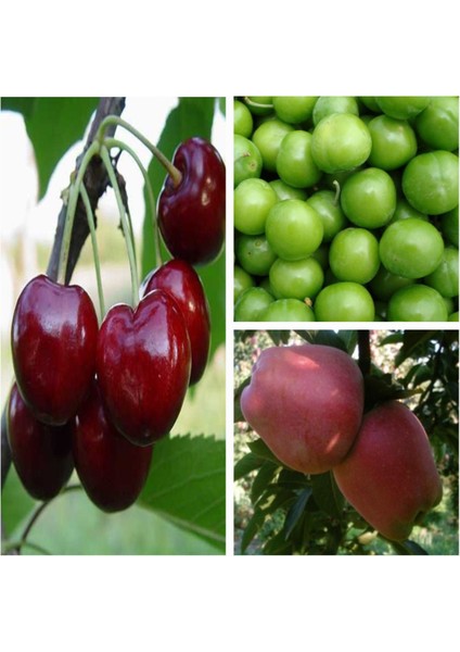 Yarı Bodur Meyve Fidanı Paketi (Erik/kiraz/elma)