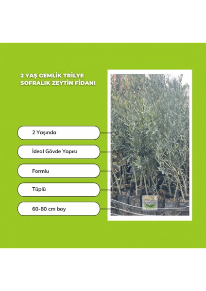 10 Adet 2 Yaş Gemlik Trilye Sofralık Zeytin Fidanı Paketi fiyatları