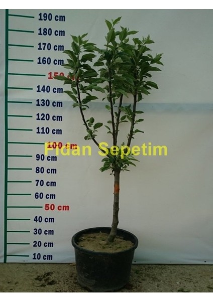 6 Yaş Aşılı Granny Smith Elma Fidanı fiyatları