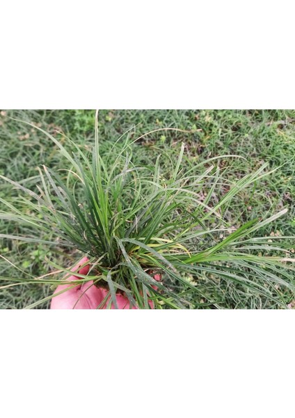 MEZAR - KABİR OSMANLI ÇİMİ SETİ - 100 ADET GÖLGE ÇİMİ indirimleri