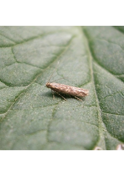 Absoluta (Domates Güvesi) Feromonu (5 Adet) fiyatları