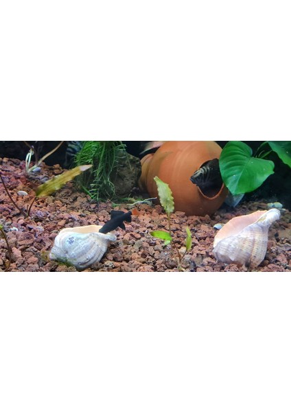 Pomza Lav Taşı Kırığı 12-18 mm 5 kg Volkanik Cürüf, Akvaryum Taşı, Peyzaj Taşı, Yürüyüş Yolu Taşı fırsatları