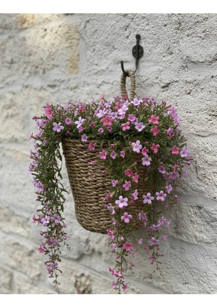 Hasır Askılı Saksı fırsatları