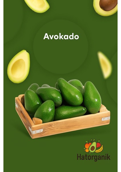 Avokado Dalından Yeni Toplanmış Günlük Taze 1 kg