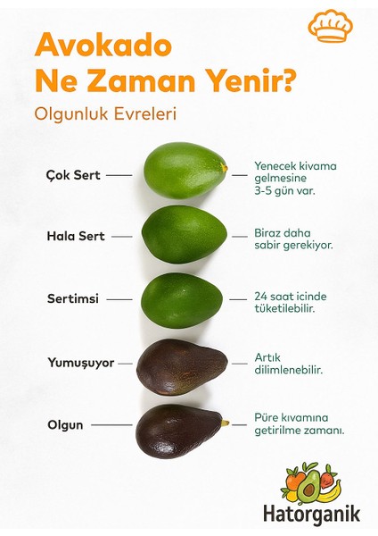 Avokado Dalından Yeni Toplanmış Günlük Taze 1 kg modelleri