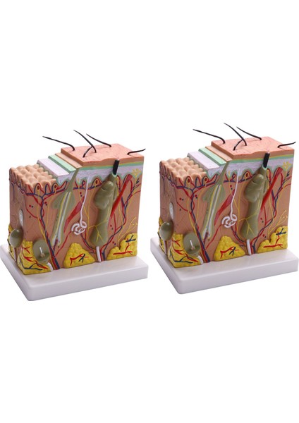 2x 50X Cilt ve Saç Yapısı Genişleme Anatomik Model Anatomi Bilim Sınıfı Çalışma Ekran Öğretim Modeli (Yurt Dışından)