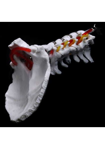 2x Servikal Omur Arterileri Omurga Omurga Sinirleri Anatomik Model Anatomi Bilim Sınıfı Çalışma Öğretim Modeli (Yurt Dışından) fiyatları