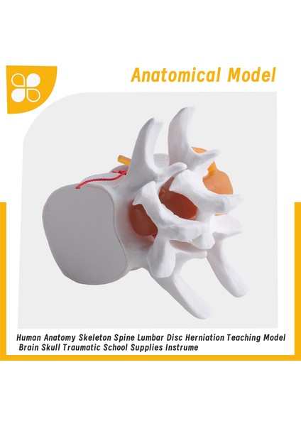 Insan Anatomisi Omurga Lomber Disk Herniasyon Öğretim Modeli Beyin Kafatası Travmatik Okul Malzemeleri Enstrüman (Yurt Dışından) fiyatları