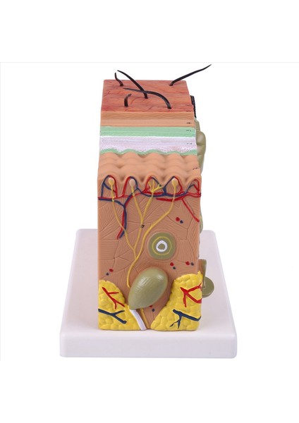 2x Cilt Modeli 35X/50X Cilt ve Saç Yapısı Büyütme Modeli Anatomik Model Anatomi (Yurt Dışından) modelleri