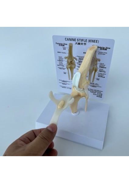 Köpek Diz Modeli Köpek Ortak Anatomik Model Köpek Iskeleti Modeli Hayvan Iskeleti Anatomi Tıp Bilimi Hediyesi (Yurt Dışından) modelleri