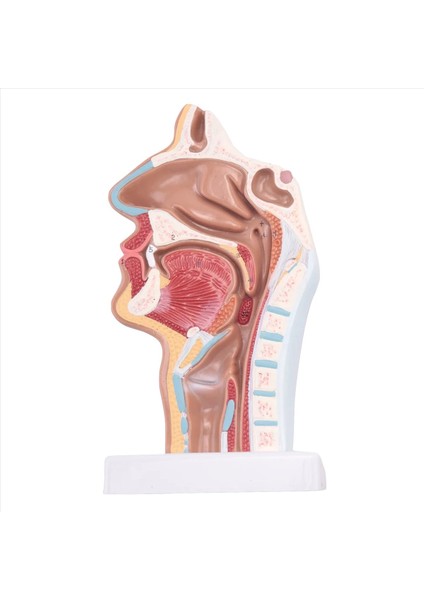 Insan Anatomik Nazal Boşluk Boğaz Anatomi Modeli Bilim Sınıfı Çalışma Ekran Öğretim Modeli (Yurt Dışından)