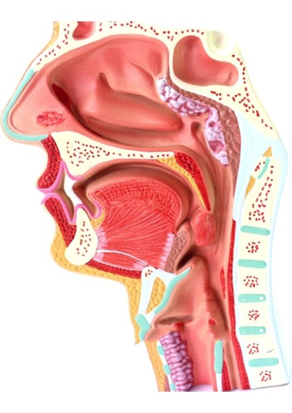 2 Pcs Insan Anatomik Nazal Boşluk Boğaz Anatomi Modeli Bilim Sınıfı Çalışma Ekran Eğitim Modeli 1 5 Kez Insan Kulak Anatomi Modeli (Yurt Dışından) indirimleri