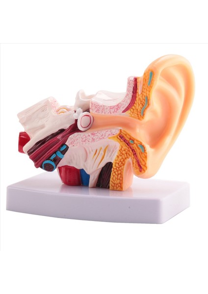 Merkezi ve Dış Kulakların Organ Yapısını Gösteren Insan Kulak Anatomisi Modeli 1 5 Kez Öğretim Malzemeleri (Yurt Dışından)