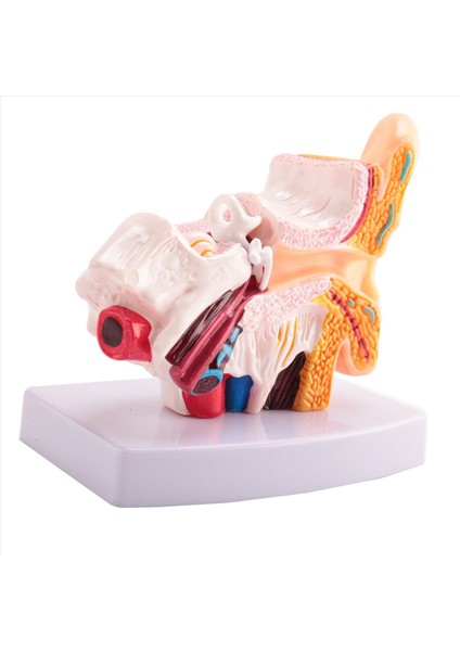 Merkezi ve Dış Kulakların Organ Yapısını Gösteren Insan Kulak Anatomisi Modeli 1 5 Kez Öğretim Malzemeleri (Yurt Dışından) fırsatları