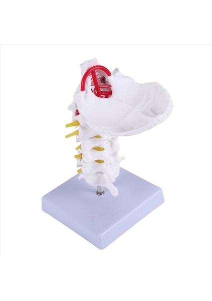 Servikal Vertebra Arteri Omurga Omurga Sinirleri Anatomik Model Anatomi Bilim Sınıfı Çalışması Ekran Öğretim Modeli Için Anatomi (Yurt Dışından) indirimleri