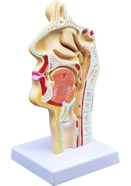 2 Pcs Insan Anatomik Nazal Boşluk Boğaz Anatomi Modeli Bilim Sınıfı Çalışma Ekran Eğitim Modeli 1 5 Kez Insan Kulak Anatomi Modeli (Yurt Dışından) fiyatları