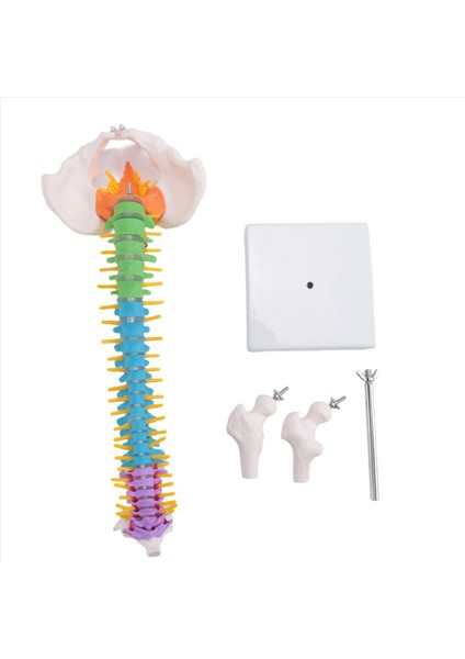 45CM Pelvik Insan Anatomik Anatomik Omurga Omurga Modeli Öğrenciler Için Öğretim Kaynakları (Yurt Dışından)
