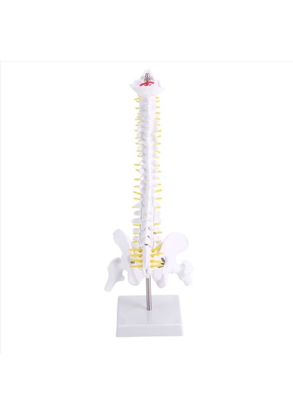 45CM Esnek 1 1 Yetişkin Lomber Bend Omurga Modeli Insan Modeli Masaj Için Kullanılan Spinal Disk Pelvis Modeli Yoga (Yurt Dışından)
