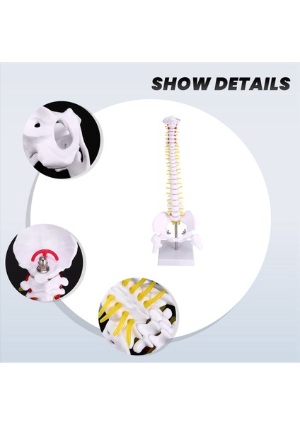 45CM Esnek 1 1 Yetişkin Lomber Bend Omurga Modeli Insan Modeli Masaj Için Kullanılan Spinal Disk Pelvis Modeli Yoga (Yurt Dışından) indirimleri