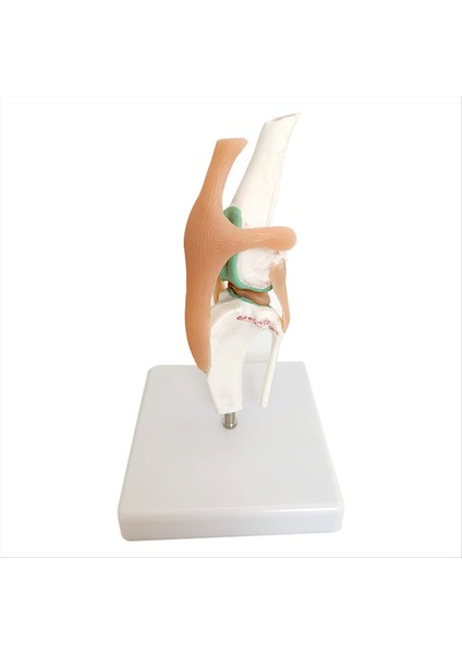 Köpek Iskeleti Modeli Köpek Diz Eklemi Köpek Eklemi Köpek Ligament Fonksiyon Modeli Köpek Iskeleti Köpek Iskeleti Pet Model (Yurt Dışından)