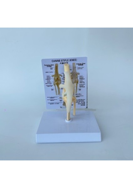 Köpek Diz Modeli Köpek Ortak Anatomik Model Köpek Iskeleti Modeli Hayvan Iskeleti Anatomi Tıp Bilimi Si (Yurt Dışından) fırsatları