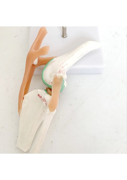 Köpek Iskeleti Modeli Köpek Diz Eklemi Köpek Eklemi Köpek Ligament Fonksiyon Modeli Köpek Iskeleti Köpek Iskeleti Pet Model (Yurt Dışından) indirimleri