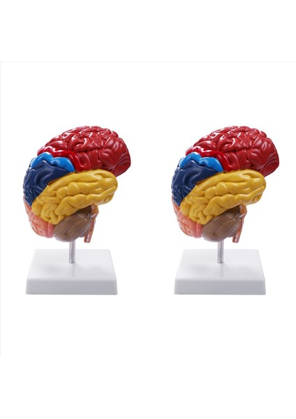 2x Serebral Anatomik Model Anatomi 1 1 Yarı Beyin Beyin Seri Öğretim Laboratuvarı Malzemeleri (Yurt Dışından)