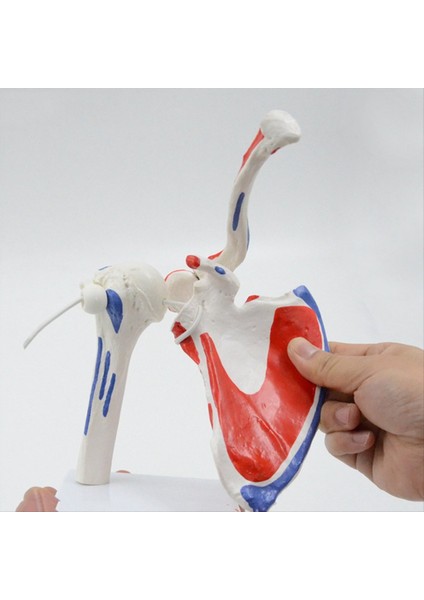 Kas Omuz Modeli Insan Anatomisi Sağ Omuz Eklemi Kas Modeli Doktor Ofisi ve Sınıf Anatomi Modeli (Yurt Dışından) modelleri