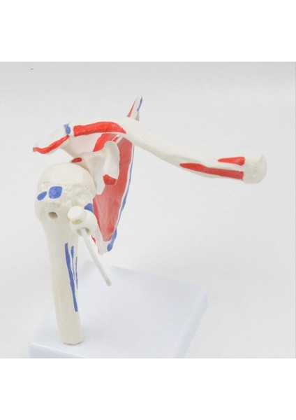 Kas Omuz Modeli Insan Anatomisi Sağ Omuz Eklemi Kas Modeli Doktor Ofisi ve Sınıf Anatomi Modeli (Yurt Dışından) fırsatları