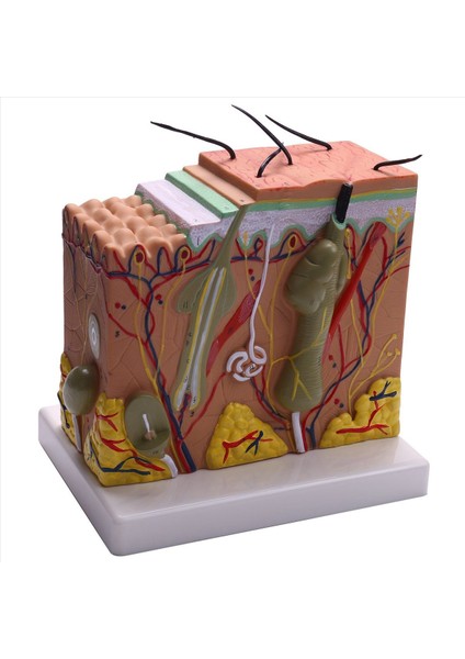 Cilt Modeli 50X Cilt ve Saç Yapısı Büyütme Modeli Anatomik Model Anatomi Bilim Sınıfı Çalışması Ekran Öğretim Modeli (Yurt Dışından)