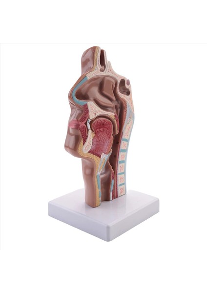 Insan Anatomik Nazal Boşluk Boğaz Anatomi Modeli Bilim Sınıfı Çalışma Ekran Öğretim Modeli (Yurt Dışından) fırsatları