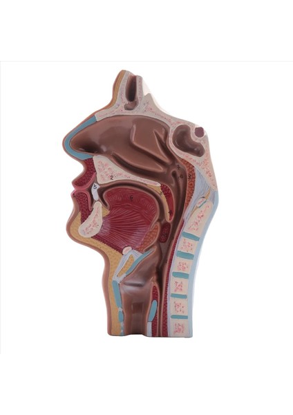 Insan Anatomik Nazal Boşluk Boğaz Anatomi Modeli Bilim Sınıfı Çalışma Ekran Öğretim Modeli (Yurt Dışından) indirimleri