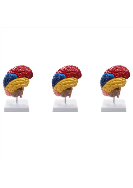 3x Serebral Anatomik Model Anatomi 1 1 Yarı Beyin Beyin Seri Öğretim Laboratuvarı Malzemeleri (Yurt Dışından)