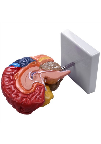 3x Serebral Anatomik Model Anatomi 1 1 Yarı Beyin Beyin Seri Öğretim Laboratuvarı Malzemeleri (Yurt Dışından) fırsatları