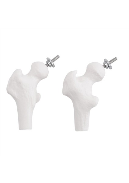 45CM Pelvik Insan Anatomik Anatomik Omurga Omurga Modeli Öğrenciler Için Öğretim Kaynakları (Yurt Dışından) fiyatları