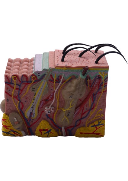 Cilt Modeli 35X Cilt ve Saç Yapısı Genişleme Modeli Anatomik Model Anatomi Bilim Sınıfı Çalışma Ekran Öğretim Modeli (Yurt Dışından)