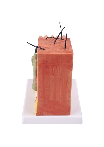 Cilt Modeli 50X Cilt ve Saç Yapısı Büyütme Modeli Anatomik Model Anatomi Bilim Sınıfı Çalışması Ekran Öğretim Modeli (Yurt Dışından) indirimleri