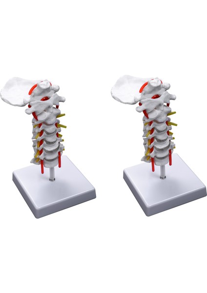 2x Servikal Omur Arterileri Omurga Omurga Sinirleri Anatomik Model Anatomi Bilim Sınıfı Çalışma Öğretim Modeli (Yurt Dışından)